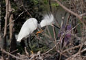 Egretta thula